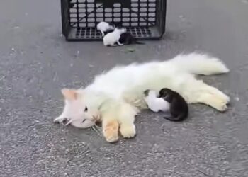 T3001026 Left to endure more than it should