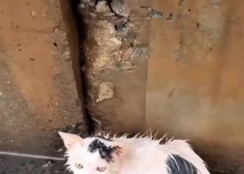 T3001028 This pain existed long before help arrived