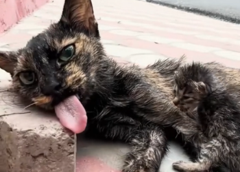 T3001050 Every second alone made it weaker