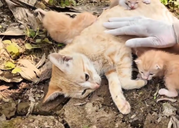 T3001035 It didn’t ask for much — only to survive