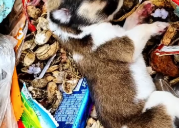 T3001086 Abandoned, but not yet gone