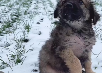 T3001088 When no one looks, pain stays longer