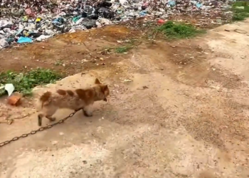 T3001032 Still alive, but already forgotten