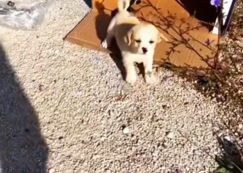 T3001095 This is how neglect slowly kills