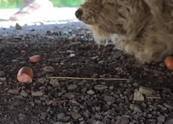 T3001014 Some lives fade quietly, unnoticed