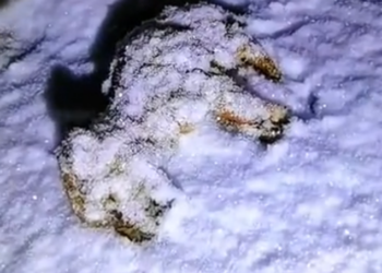 T3001072 Cold, weak, and holding on