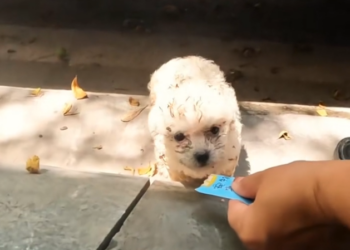 T3001046 Ignored suffering lasts the longest