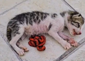 T3001033 It waited… not knowing if help would come