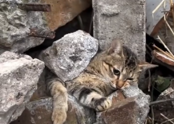 T3001002 Pain doesn’t need words to be real