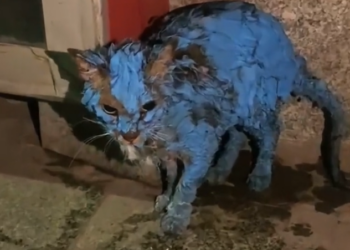 H2601002 A life quietly breaking where no one looked