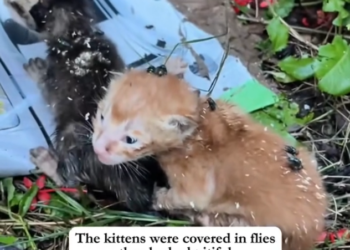 T3001029 Weakness tells a story words can’t