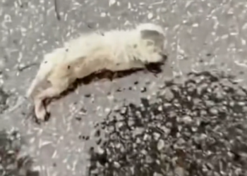 T3001025 Breathing, but already running out of time