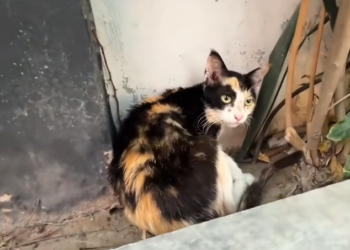 T3001021 What happens when compassion never comes?