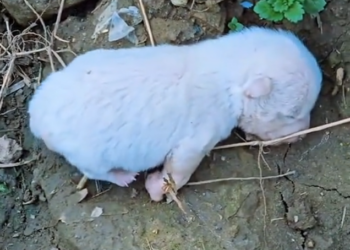 T3001008 This is how neglect slowly takes everything