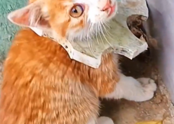 T3001006 Its body stayed. Its strength didn’t