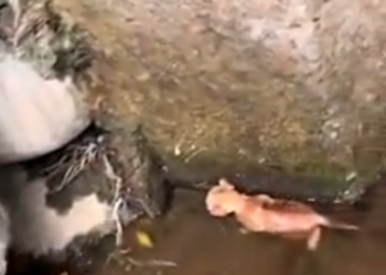 T3001030 No shelter, no mercy, no choice