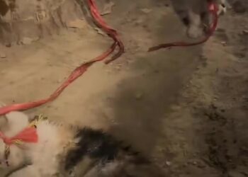 K0402051 Still here, though nearly gone