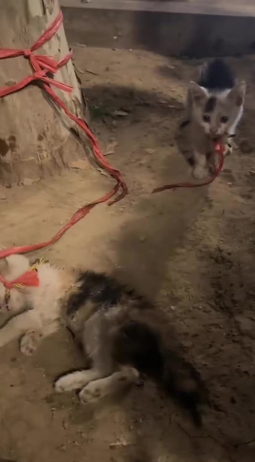 K0402051 Still here, though nearly gone