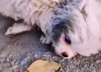 T3001074 Left to face the night alone