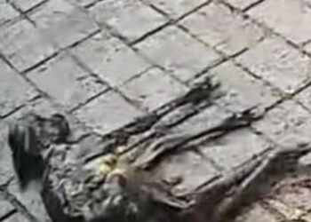 H2502059_saved baby deer then gave it all my love.