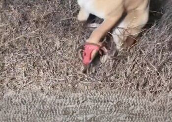 K0402071 Barely holding on to what little remained