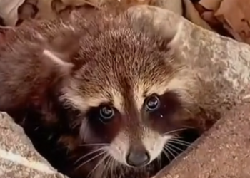 T3001078 This moment almost didn’t happen