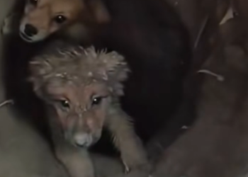 H1002060 The world kept spinning — it could barely move