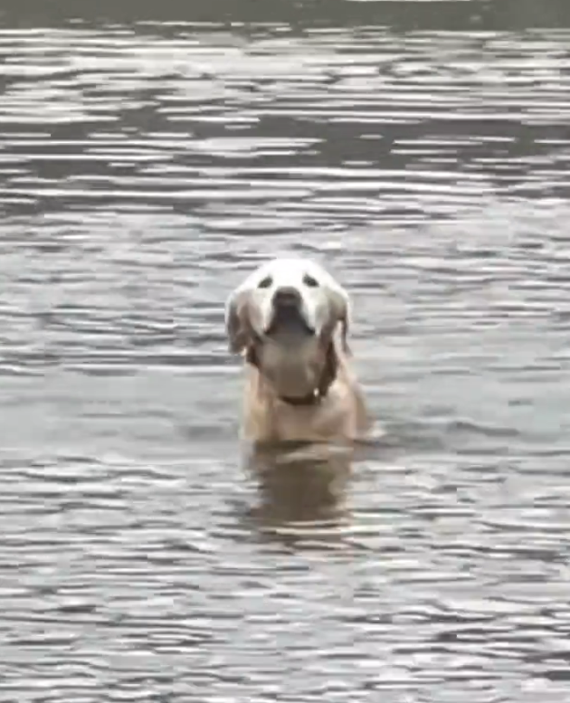 H1302032 It had nothing left to give