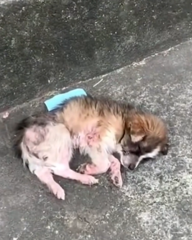 H1302039 This was never supposed to be its story