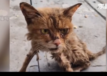 H1302021 A fragile existence pushed past limits