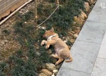 T3001005 Still alive, despite everything