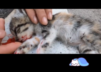 H1302026 The quiet nearly became permanent