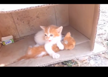 H1302027 Another life saved from vanishing