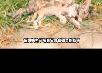 H1302028 It had been holding on alone