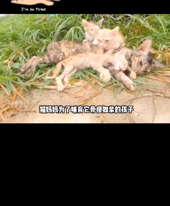 H1302028 It had been holding on alone