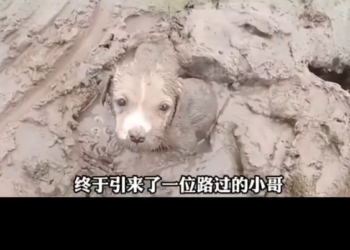 H1302029 The fight was almost over