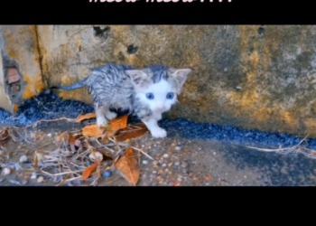 H1302030 Found in the final stretch of survival