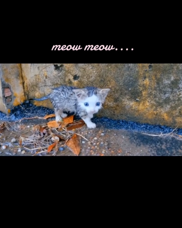 H1302030 Found in the final stretch of survival