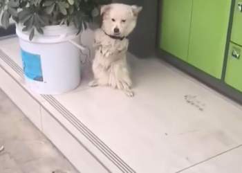 H1302002 A small body carrying heavy pain