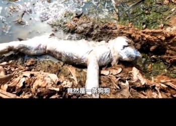 H1302004 It had nearly lost its chance