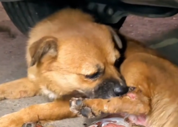 T3001004 Survival looked nothing like safety