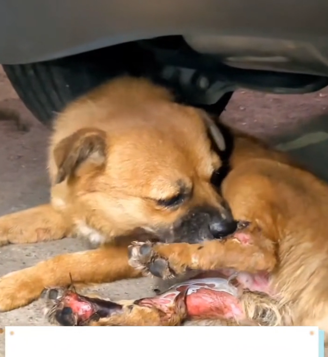 T3001004 Survival looked nothing like safety