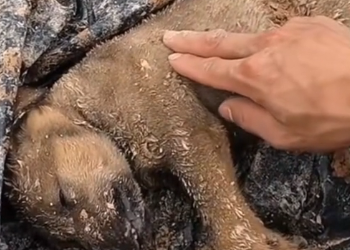 H1302006 Left where no comfort existed