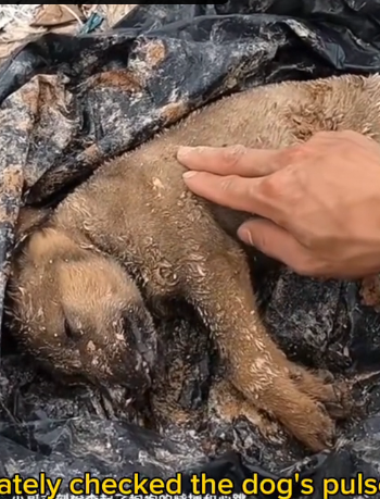 H1302006 Left where no comfort existed