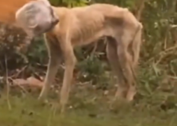 H1302007 A silent endurance few could imagine