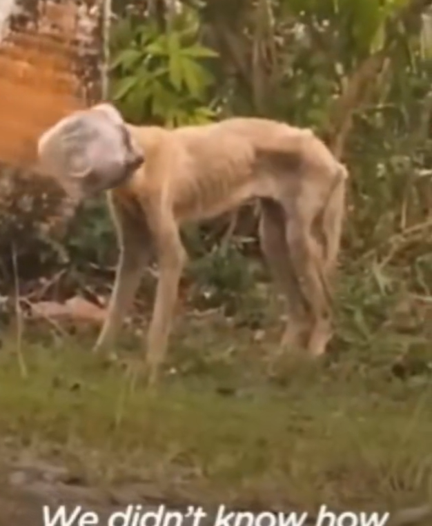 H1302007 A silent endurance few could imagine