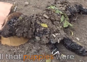 H1302008 Time had nearly decided the outcome