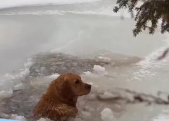 H1302009 It survived longer than it should have had to