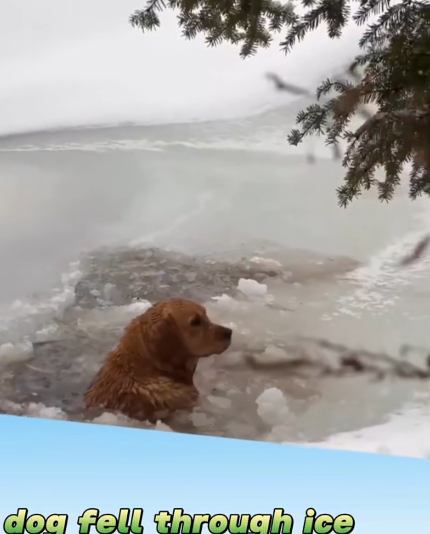 H1302009 It survived longer than it should have had to