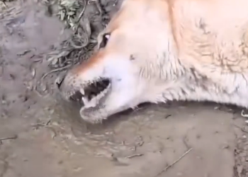 H1302010 No one stopped until it was nearly over